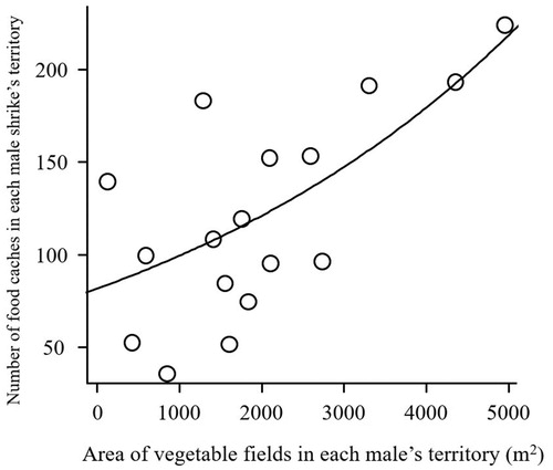 Figure 1. The relationship between area of vegetable fields in territories of male Bull-headed Shrikes, and the number of food caches stored in their territories during the nonbreeding season.