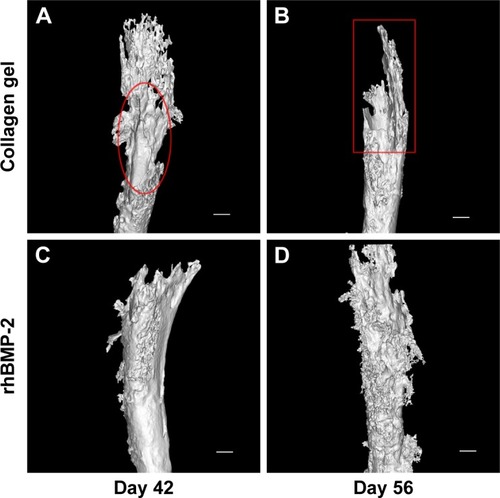 Figure 4 rhBMP-2 reduced osteolysis and protected the integrity of the affected bone tissue.