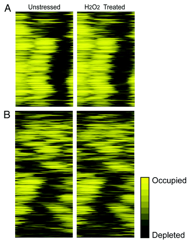 Figure 1. Promoter architecture is influenced by NDR placement. Nucleosome occupancy 400 bp upstream to the TSS, in unstressed cells (left) or 60 min after treatment with 0.4 mM H2O2 (right) from.Citation8 Upstream nucleosome occupancy is shown for 493 DPN genes (A) or 543 OPN genes (B), as defined by Tirosh and Barkai;Citation14 genes were organized by hierarchical clustering of the upstream regions. Occupancy is shown on the same scale for both gene groups, according to the key.