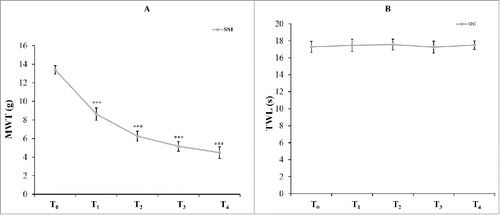 Figure 1. Nociceptive behavior developed in SNI model rats. MWT (mechanical withdrawal threshold) in each time points (A), TWL (thermal withdrawal latency) in each time points (B). n = 18, *p < 0.001 compared T0.