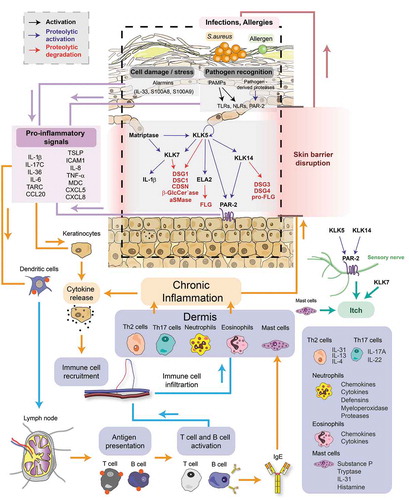 Figure 4. Signaling pathways underlying the pathophysiology of Netherton syndrome. LEKTI deficiency leads to unrestrained activity of KLKs in the upper granular and cornified layers of the epidermis. Matriptase and KLK5 initiate a proteolytic cascade through which other KLKs such as KLK7 and KLK14, and ELA2 become activated. Uncontrolled serine protease activity results in (1) skin barrier defect through the cleavage of corneodesmosin (CDSN) and the corneodesmosomal cadherins Desmoglein 1 (DSG1) and Desmocollin 1 (DSC1), increased pro-Filaggrin (pro-FLG) processing and Filaggrin (FLG) degradation, and cleavage of the lipid-processing enzymes β-glucocerebrosidase (β-GlcCer’ase) and acidic sphingomyelinase (aSMase) (2) hair defects through the degradation of Desmoglein 3 (DSG3) and Desmoglein 4 (DSG4) (3) inflammation through proteolytic activation of keratinocyte expressed proteinase-activated receptor 2 (PAR-2), increased processing of antimicrobial peptides LL-37 and proteolytic activation of pro-Interleukin 1β (pro-IL-1β) and (4) itch through proteolytic activation of PAR-2 expressed on sensory nerves. PAR-2 activation leads to the synthesis of pro-inflammation molecules in keratinocytes. Barrier defects expose the skin to microbes and allergens. Sensing of danger signals by keratinocytes through alarmins and/or pathogen recognition receptors also triggers the production of pro-inflammation factors in keratinocytes. Downstream signaling induces the differentiation and recruitment of Th2 and Th17 cells and activation and recruitment of mast cells, neutrophils and eosinophils to the skin. These immune cells secrete an arsenal of inflammation mediators such as cytokines, chemokines or proteases that act on the epidermis by stimulating further production of pro-inflammatory cytokines by keratinocytes, blocking epidermal differentiation, causing tissue damage and inducing itch. Hence, a vicious circle of skin inflammation and barrier disruption is established, ultimately resulting into a chronic skin disease. PAMPs, pathogen-associated molecular patterns; TLRs, Toll-like receptors; NLRs, NOD-like receptors; S100A8, S100 calcium binding protein A8; S100A9, S100 calcium binding protein A9; TSLP, thymic stromal lymphopoietin; MDC, macrophage-derived chemokine; TARC, thymus- and activation-regulated chemokine; ICAM1, intercellular adhesion molecule 1; TNF-α, tumor necrosis factor alpha; IL-4, interleukin 4; IL-6, interleukin 6; IL-8, interleukin 8; IL-13, interleukin 13; IL-17A, interleukin 17A; IL-17 C, interleukin 17 C; IL-22, interleukin 22; IL-31, interleukin 31; IL-36, interleukin 36; IgE, immunoglobulin E; Th2 cell, T helper 2 cell; Th17 cell, T helper 17 cell
