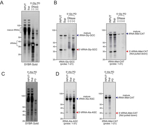 Figure 2. Efficiency and specificity of oligo probe-mediated pulldown. Small RNA fraction from total RNA was used for pulldown. (A–B) Pulldown of 5ʹ-tiRNA-Gly-GCC (5ʹ-Gly) using purified small RNA fraction. (A) SYBR Gold staining and (B) Northern blotting for 5ʹ-tiRNA-Gly-GCC and 5ʹ-tiRNA-iMet-CAT. (C–D) Pulldown of 5ʹ-tiRNA-Ala-AGC (5ʹ-Ala) using purified small RNA fraction. (C) SYBR Gold staining and (D) Northern blotting for 5ʹ-tiRNA-Ala-AGC and 5ʹ-tiRNA-iMet-CAT. Sup: supernatant fraction, PD: pulldown fraction.