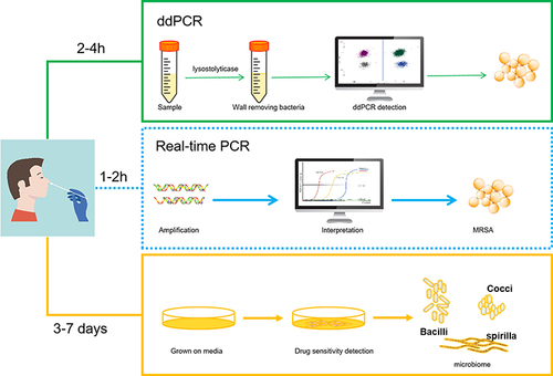 Figure 6 SMD-PCR, real-time fluorescence quantitative PCR and drug sensitivity detection of three detection schemes.