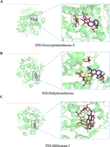 Figure 8 Molecular docking results of INS-active components. (A) INS-Neocryptotanshinone Ii. (B) INS-Dehydromiltirone. (C) INS-Miltionone I.