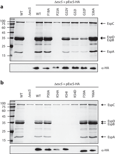 Figure 4. Effect of point mutations in EscS TMDs on EPEC T3SS activity. (A) The effect of point mutations in EscS TMD1 was assessed by analyzing the protein secretion profiles of WT EPEC, ΔescS, and ΔescS transformed with pEscSwt-HA, EscSF18A-HA, EscSP23A-HA, EscSG32V-HA, EscSG32I-HA, EscSG32F-HA, and EscSS36A-HA (upper panel). The secreted fractions were obtained using a protocol similar to that described in the legend to Figure 2. The expression of EscS-HA variants was determined by analyzing the bacterial pellets on SDS-PAGE, followed by western blot analysis with an anti-HA antibody (lower panel). (B) The effect of point mutations in EscS TMD2 was assessed similarly to that of point mutations in EscS TMD1, as shown in panel A