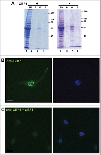 Figure 2. Specificity of GBF1 antibodies person (A) HEK293 cells were transfected with His-tagged GBF1 (lanes 1–4) or mock-transfected (lanes 5–8), lysed 48 h later, and the lysates subject to Ni-agarose purification. Equivalent volume of indicated sample was processed by SDS-PAGE. (SM: starting material; B: beads after elution; W: wash E: elution. An ∼200 kD GBF1 band is visible in lane 4, but not in lane 8. (B) D54 cells were probed with monoclonal mouse anti-GBF1 antibodies that were pre-incubated with eluate from mock-transfected cells. (C) D54 cells were probed with monoclonal mouse anti-GBF1 antibodies that were pre-incubated with purified GBF1. Peri-nuclear Golgi staining and PM staining is evident in cells processed with antibodies pre-incubated with control eluate, but both signals are abrogated when the antibodies are pre-incubated with purified GBF1. Representative images from 2 independent experiments. Bar is 10 μm.