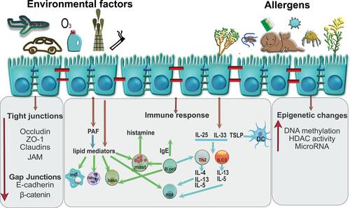 Figure 3 Mechanisms involved in a bronchial epithelial cell response to environmental factors and allergens. Airway epithelial cells are susceptible to damage as a result of exposure to allergens (house dust mite, pollen, and animal dander), pathogens (viruses, bacteria), and environmental toxins (air pollutants, cigarette smoke, ozone, detergents). Disruption of bronchial epithelium, indicated by red cell junctions, decreases the barrier integrity as evidenced by lower expression of TJs (occludin, ZO-1, E-cadherin, β-catenin, JAM and EGFR). Consequently, epithelial cells respond by secretion of cytokines IL-25, IL-33, and TSLP, which then attract other inflammatory cells like Th2 (IL-4, IL-5, IL-13), ILC2 (IL-13, IL-5), B cells, and dendritic cells (DC). Additional manifestations of respiratory disease occur in response to lipid mediators. Epithelial cells can also produce PAF and eicosanoids which have been shown to be chemotactic for neutrophils (neu), basophils (baso) and macrophages (mØ), activate eosinophils (eos) and macrophages, and alter vascular and epithelial permeability. Chronic inflammation also causes epigenetic changes in the bronchial epithelial cells by increasing DNA methylation and activating HDACs. Created with affinity.serif.com.