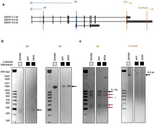 Figure 4. DIEXF 3ʹ and 5ʹ ends characterization. (a) Genomic location of 5ʹ- and 3ʹ-RACE primers. We designed 2 primers to characterize 5ʹ ends (3R and 7R) and 2 other primers to characterize 3ʹ ends (3'UTRaF and 12F). PCR products of 5ʹ-RACE (b) and of 3ʹ-RACE (c) in SW480, HFF, and hES4 cells. Black arrows show the 8.5-kb and 3.1-kb transcripts; red arrows show the novel transcripts; the asterisk indicates the fragment that could not be sequenced.