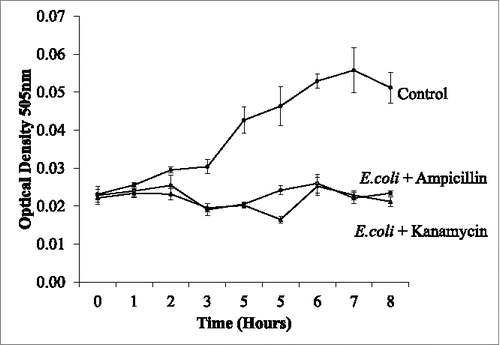 Figure 8. The treatment of bacterial cultures within the droplets. Droplets of; E.coli, E.coli mixed with ampicillin and E.coli mixed with Kanamycin were monitored over time. Antibiotic treated droplets are prevented from growing while the non-treated E.coli continue to grow further into the cap ends. At 60 ul/min 2 internal circulations are visibly present in the cap ends.