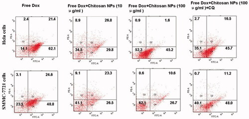 Figure 7. Cell apoptosis, as determined by Annexin V–FITC staining. Flow cytometry analysis of the apoptotic and necrotic cells following 48 h of incubation with free Dox and a combination of free Dox and CS NPs, respectively. The results were expressed as the mean ± SD (n = 3).