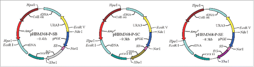 Figure 1. Recombinant plasmid structures. The Pgk1 promoter, SS (α-factor signal sequence), bg, cbh, and eg cellulase genes were cloned in frame and downstream of the α-factor signal sequence. CYC1 TT, transcriptional terminator from CYC1gene; rDNA, rDNA fragment from S. cerevisiae for heterogeneous gene integration; Ampr, Ampicillin resistance gene; ColE: E. coli origin of replication; URA3, selection marker.