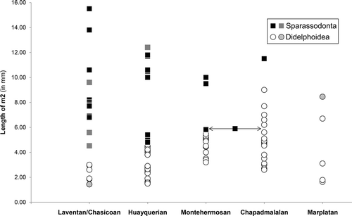 Figure 8 Relative sizes of sparassodonts and didelphoids from the Laventan (late middle Miocene) through Marplatan (late Pliocene–early Pleistocene) SALMAs based on the m2 length. Laventan (late middle Miocene) and Chasicoan (early late Miocene) SALMAs are combined because Chasicoan marsupials are known from fewer remains and span a relatively narrow range of sizes. Taxa for which m2 length has been estimated (e.g., UF 27881, Pseudolycopsis cabrerai, Thylamys minutus, Thylophorops lorenzinii) are shown in gray. Borhyaenidium riggsi from the Corral Quemado Formation has been regarded as either Chapadmalalan (Prevosti et al., Citation2013) or Montehermosan (Goin and Pardiñas, Citation1996; Reguero and Candela Citation2011) in age; this uncertainty is denoted by error bars. Details are available in Supplementary Data, Table S4.