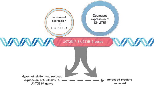 Figure 5. Downregulation of UGT2B17 and UGT2B15 gene expression induced by increased EGFR activity and decreased DNMT3B expression. Specific CpG dinucleotides within UGT2B regulatory regions are hypomethylated at the proximal promoter and coding region and are associated with prostate cancer risk. EGF/EGFR signalling may mediate the downregulation of DNMT3B methyltransferase activity resulting in decreased expression of UGTB217 and UGT2B15 genes from the hypomethylation of regulatory CpG dinucleotides in the promotor and first exon