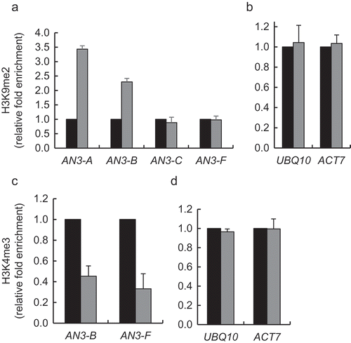 Figure 3. Effect of loss-of-function of KDM1C on H3K9 dimethylation and H3K4 trimethylation of AN3 chromatin. (a) H3K9 methylation of the AN3 chromatin. (b) H3K9 methylation of the reference genes ACT7 and UBQ10. (c) H3K4 methylation of the AN3 chromatin. (d) H3K4 methylation of the reference genes ACT7 and UBQ10. Wild-type plants, black bars; kdm1c-1 plants, gray bars. Locations of indicated regions within the promoter area of AN3 used for qChIP analyses are detailed in Table S1. The corresponding methylation level in the wild-type plants is set to 1.0. Error bars represent s. e. m. of three independent biological replicates, N = 3; p-values <0.05 for statistical significance of differences between the wild-type and kdm1c-1 plants in (a) and (c) whereas differences between all tested plants in (b) and (d) were not statistically significant.