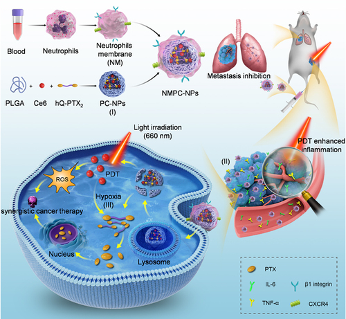 Scheme 1 Schematic illustration demonstrating the preparation of “nano-neutrophils” (NMPC-NPs) from neutrophil membrane and their synergistic therapeutic efficacy based on their high drug loading (I), PDT-amplified tumor targeting (II) and -accelerated specific release of PTX (III).