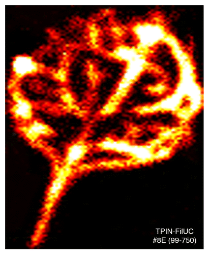 Figure 2.PIN6 is strongly expressed during leaf venation. An in vivo bioluminescence assay of a leaf from a 9 d old representative transgenic line harboring a PIN6::luciferase reporter fusion. Image J software was used to create false color image: the threshold was adjusted such that black color indicates no luminescence, red and yellow color reflect low to medium levels of luminescence respectively, whereas, white reflects higher levels of luminescence. Luciferase imaging was performed for 10 min using a previously described method.Citation36 Construction of the promoter-reporter binary vector (pTPIN6::FiLUC#8E) and plant transformation were as previously described.Citation27