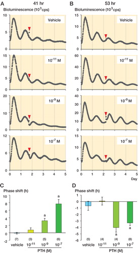Figure 1. The effects of PTH on the femoral circadian clock. A–B. Phase shift by vehicle, 10-11 M PTH, 10-9 M PTH, and 10-7 M PTH at 41 h (A) and 53 h after synchronization (B). Representative data are shown. Arrowheads indicate PTH administrations. C–D. Quantitative analysis of the phase shift at 41 h (C) and 53 h after synchronization (D). Data are mean ± SEM. The numbers of samples are shown in parentheses.
