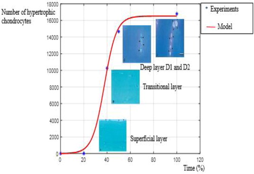 Figure 2. Evolution with time of the number of hypertrophic chondrocytes in healthy cartilage.