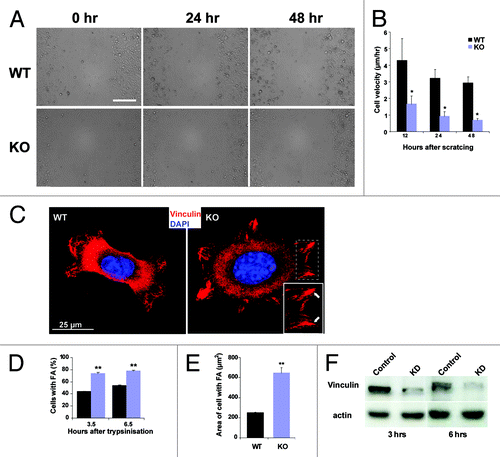 Figure 5. Migration and focal adhesion formation is altered in Nesprin-2G deficient keratinocytes. (A) A scratch-wound healing assay reveals a migration defect in Nesprin-2G deficient primary keratinocytes. Wound closure was followed by live cell microscopy (0 to 48 h after scratching). Scale bar, 200 µm. (B) The speed of migration was determined at the indicated time points (µm/hr). (C) Formation of focal adhesions in control and Nesprin-2G deficient primary keratinocytes. Keratinocytes were trypsinized and plated onto type I collagen. Focal adhesion formation was assessed after 3.5 and 6.5 h by staining for Vinculin. The boxed area shows focal contacts (arrows). Scale bar, 25 μm. (D) Determination of the percentage of cells that had formed focal adhesions 3.5 and 6.5 h after plating. 285 WT cells were analyzed each at both time points and 100 (3.5 h) and 130 (6.5 h) KO cells. (E) Determination of the area containing cells positive for Vinculin. 111 WT and 60 KO keratinocytes were examined. (F) protein gel blot analysis showing the expression of Vinculin protein in Nesprin-2 KD and WT cells. Actin was used as a loading control.