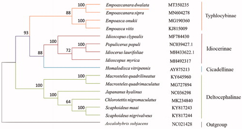Figure 1. Phylogenetic tree showing the relationship between E. dwalata and 14 other leafhoppers in inner group based on Maximum-Likelihood method.