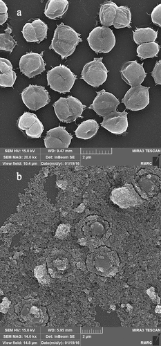 Figure 3. SEM micrographs of C. vulgaris (a) and MNPs treated cells (b)