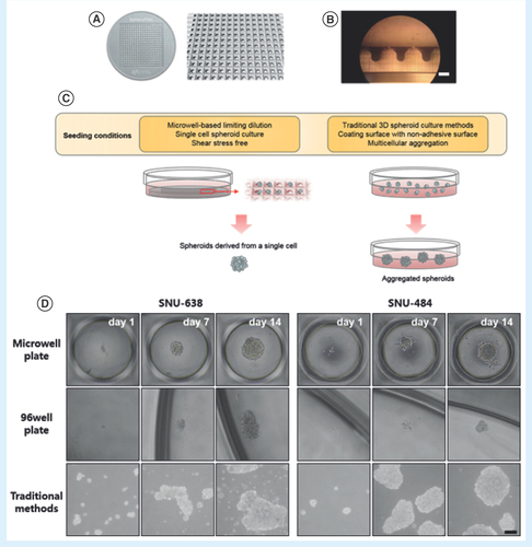 Figure 1.  Microwell-based chip approach for generating single cell-derived spheroids. (A) Illustration of the microwell-based spheroid culture chip. The chip was made of polydimethylsiloxane and had 361 microwells in a 29 × 29 mm2 area. Each well size was 500 μm (inner diameter) × 500 μm (depth). (B) Magnified cross-sectional image of the microwell-based chip (vertical axis, 10x magnification, scale bar = 500 μm). (C) Schematic illustration of the microwell-based and traditional spheroid culture methods. Growth medium can be readily changed in the microwell due to the shear stress-free structure. (D) Sequential microscopic images of spheroid cells from SNU-638 and SNU-484 cells cultured by the microwell-based, nonadherent 96-well culture plate and traditional spheroid culture methods. Representative phase contrast images from day 1 to day 14 are shown of spheroids (40x magnification, scale bar = 100 μm).