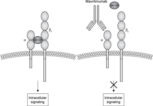 Figure 1 Mavrilimumab mechanism of action.