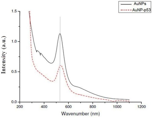 Figure 1 UV.VIS absorption spectra for freshly prepared AuNPs (GR5) compared to the same sample after 90 days' storage at 4°C in a dark room.