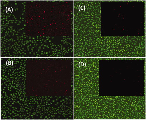 Figure 6. In vitro immunofluorescence images of live (green) and dead (red) viability analysis of 3T3 fibroblast cells on prepared nanostructured samples of (A) MONPs, (B) MONPs@RV, (C) GCS-MONPs@RV, and GCS-MONPs@RV + US.
