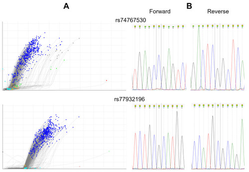 Figure 2 Genotyping results and verification by Sanger sequencing of samples using rs74767530 (assay C__64676246_10) and rs77932196 (assay C___656878C_30). (A) Genotyping results. (B) Verification by Sanger sequencing.