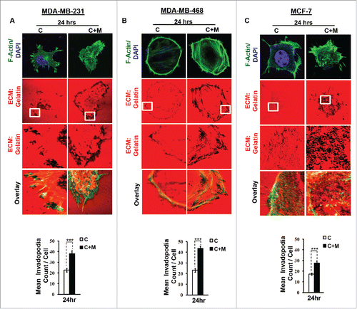 Figure 1. Invasive breast adenocarcinoma MDA-MB-231 and MDA-MB-468 exhibited intensified focal degradation of pericellular matrix, increased invadopodia formation and poorly metastatic breast cancer MCF-7 cells were rendered invasive in presence of THP-1 macrophages. (A and B) Representative images from the in vitro matrix degradation assay. Cells (MDA-MB 231 and MDA-MB-468) were seeded on Alexa Fluor 633 labeled gelatin (Red) in absence or presence of macrophages (housed in 0.4 μm PET transwell hanging cell culture insert) and maintained for 24 h, followed by fixation, staining with Alexa fluor 488 phalloidin (Green) and mounted in aqueous media containing DAPI (Blue). Compared to mono-cultured MDA-MB-231 and MDA-MB-468 cancer cells [C], the ones that were co-cultured with macrophages [C+M] exhibited enhanced focal degradation of pericellular matrix as indicated by dark area of degraded fluorescent matrix underneath that cell. Bars represent mean invadopodia count/cell from 10 fields per experiment ±SE (*p < 0.05). (C) Compared to monocultured MCF-7 cells [C], the co-cultured MCF-7 cells (macrophages housed in 0.4 μm PET transwell hanging cell culture insert) [C+M] exhibited enhanced focal degradation (dark area of degraded fluorescent matrix underneath that cell) of pericellular matrix. Bars represent mean invadopodia count/cell (by dot count software) from 10 fields per experiment ±SE (*p < 0.05). All the experiments were done in triplicates and repeated at least thrice. Abbreviations—C: Respective cancer Cells; C+M: Respective cancer cells co-cultured with macrophages.