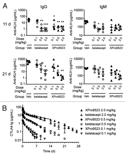 Figure 7. (A) Suppression of primary and secondary antibody responses to KLH in monkeys given PBS, belatacept, or XPro9523 (0.1, 0.5, or 2.0 mg/kg). KLH was administered 24 h and 16 d after administration of vehicle or CTLA4-Ig, and serum anti-KLH was determined using ELISA. Shown are anti-KLH IgG and IgM levels at 11 d (top panels) and 21 d (bottom panels) following administration of vehicle or CTLA4-Ig. Values represent mean ± SEM from 4 monkeys. The p values shown are for vehicle vs. the indicated dose of CTLA4-Ig and represent one-way ANOVA with Bonferroni’s post-test. *p < 0.05; **p < 0.01; ***p < 0.001; if unlabeled, not significant (p > 0.05). There was no statistical significance between belatacept and XPro9523 at any dose. (B) Pharmacokinetic data for 0.1, 0.5, or 2.0 mg/kg belatacept or XPro9523 administered to monkeys as a 1 h infusion. Shown are serum concentrations over time of abatacept and XPro9523 (values represent mean ± SEM of 4 animals). Pharmacokinetic parameters were determined for individual monkeys with a non-compartmental model. Half-lives were dose-dependent, with means of 3.7 ± 1.1 and 5.1 ± 0.3 d for belatacept and XPro9523 at the 2 mg/kg dose, respectively, suggesting a target sink effect.