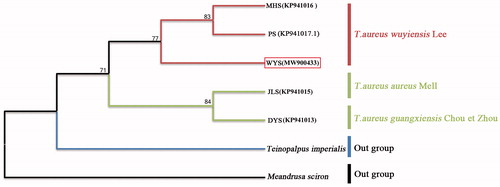 Figure 1. Maximum-likelihood phylogenetic tree for the newly obtained complete mitochondrial genome (WYS – MW900433) of T. aureus wuyiensis and the previously determined sequence from GenBank (MHS – KP941016 and PS – KP941017.1 of T. aureus wuyiensis; JLS – KP941015 of T. aureus; DYS – KP941013 of T. aureus guangxiensis). T. imperialis (KR018842) and Meandrusa sciron (LS975123.1) were used as outgroups. Numbers at nodes were bootstrap supporting values in %.