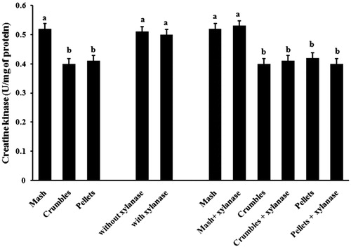 Figure 2. Creatine kinase (expressed as U/mg of protein) level of chicken breast muscle by xylanase enzyme and feed form in heat-stressed broilers fed wheat-based diet. Values are mean ± SE (n= 5). Within the graph, bars with different letters (a,b) are significantly different (p < .05).
