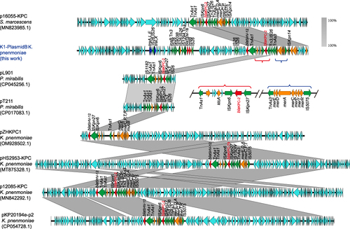 Figure 2 Detailed structure and comparison of the blaKPC-2 gene clusters within the strains. Green arrow indicates transposase genes and red arrows show resistance genes. Arrows indicate the direction of translation of the coding genes. The larger picture depicts a genome-wide comparison of plasmid B with the near-source plasmids, and the smaller picture shows two conserved genomic islands (Islands 1 and 2).