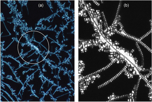 Figure 18. (Colour online) (a) Growth of the filaments of bimesogen 2b3 as they form from the isotropic liquid (x125), (b) a black/white blow-up of the central region of (a), showing growth around the central axis of a filament.