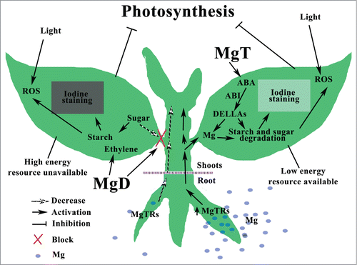 Figure 2. Schematic hypothetical model of the signaling networks responding to magnesium stresses in plants, referring to references herein. Abbreviations: MgD, magnesium deficiency; MgT, magnesium toxicity; MgTRs, magnesium transporters; ABA, abscisic acid; ROS, reactive oxygen species.