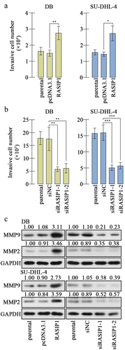 Figure 4. RASIP1 enhanced the invasion of DLBCL cells.