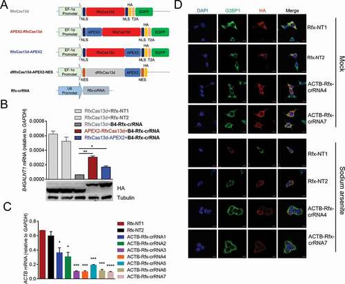 Figure 2. dRfxCas13d is not suitable for CBRPP to study RNA-protein interactions