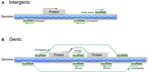 Figure 1 Classification of lncRNAs according to the GENCODE v7 catalogue. (A) Intergenic lncRNAs are located between two coding genes and can be transcribed from either the same strand or antisense in a divergent or convergent manner. (B) Genic lncRNAs include three subtypes: exonic lncRNAs, which intersect a protein-coding gene by at least 1 bp; intronic lncRNAs, which reside within the intron of a protein-coding gene in either the sense or antisense direction; and overlapping lncRNAs, which contain a protein-coding gene within an intron in either the sense or antisense direction.