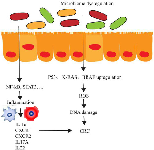 Figure 2 Inflammatory induction of the colorectal cancer (CRC) occurrence. Deterioration of the intestinal ecological environment leads to the propagation of pathogenic microorganisms and imbalance in the microbial flora. Intestinal epithelial cells activate the NF-kB pathway to drive the inflammation. As the result, a large number of inflammation factors are released to induce the occurrence of CRC.