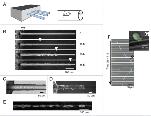 Figure 1. (A) Experimental setup to investigate migration of epithelial cells along glass wires. (B) Cells invade wire collectively at radii = 20 µm (C) Phase contrast and (D) Fluorescence images of the collective migration of cells. (E) For thin wires (radius< 5 µm) cells migrate individually in the form of a chain of cells. (F) For radius < 40 µm cells occasionally detached and migrated individually before returning to the monolayer. (G) Zoom of detached cell in fastest migration mode. Reproduced from ref. Citation31 with permission.