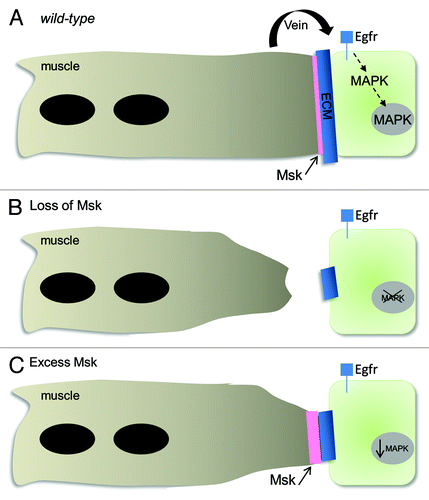 Figure 3. Model of DIM-7 function in muscle-tendon attachment. (A) In wild-type animals, Msk protein localizes to the ends of the myofibers after the muscles have reached their target tendon cells. Vein functions downstream of Msk to activate and maintain MAPK signaling. (B) Loss of Msk protein results in smaller attachment sites (visualized by antibodies against ECM proteins), detached muscles and a loss of activated MAPK in the tendon cell nuclei. These defects can be rescued by reintroducing Msk back into the muscles, by expressing an activated form of MAPK in the tendon cells or resupplying Vein. (C) Excess Msk or secreted Vein also results in a reduction of activated, nuclear MAPK and reduced muscle-tendon attachment sites in approximately 25% of the embryos.