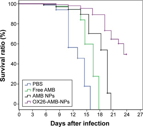 Figure 11 Survival curves of BALB/c mice intracranially infected with Candida glabrata 105 CFU/animal and treated with free AMB, AMB NPs, and OX26-AMB-NPs at 3 mg/kg from day 2 to 4 after infection.Abbreviations: AMB, amphotericin B; CFU, colony-forming unit; NP, nanoparticle; OX26, TfR monoclonal antibody of rats; PBS, phosphate-buffered saline; TfR, transferrin receptor.