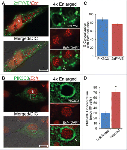 Figure 1. E. chaffeensis inclusion membrane is enriched with PtdIns3P and class III PtdIns3K. (A and B) E. chaffeensis (Ech)-infected RF/6A cells were transfected with plasmids encoding 2×FYVE-GFP or FLAG-PIK3C3/VPS34. At 15 h p.t. (2 d p.i.), cells were fixed and stained with DAPI to indicate E. chaffeensis (pseudocolored in red). PIK3C3 was labeled with mouse anti-FLAG. Merged/DIC, fluorescence image merged with differential interference contrast (DIC) image. Each boxed area is enlarged 4-fold on the right. N, nucleus; scale bars: 10 μm. (C) The percent colocalization of E. chaffeensis inclusions with PIK3C3 or 2×FYVE was determined by counting 10 to 20 inclusions per cell in 5 to 10 cells per experiment from 3 independent experiments. (D) PtdIns3P levels are increased in E. chaffeensis-infected THP-1 cells. Uninfected or E. chaffeensis-infected THP-1 cells (2 × 106 cells) at 1 d p.i. were collected, and PtdIns3P lipids were purified and the amount determined by competitive ELISA. Assays were carried out in triplicate. Data are presented as the mean ± standard deviation. * Significantly different by the Student t test (P < 0.05).