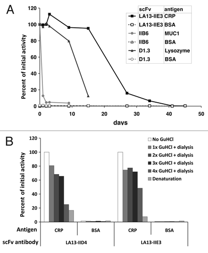 Figure 6. Stability tests of CRP specific scFvs. (A) Long-term stability of the scFv LA13-IIE3 was tested by incubation in PBS for up to 45 d at 37°C. Samples were analyzed by ELISA using CRP as antigen and BSA as control antigen. Freshly thawed scFv samples were used as references corresponding to 100% binding activity. For comparison two scFvs, the lysozyme specific scFv D1.3 and the mucin 1 specific scFv IIB6 were analyzed and tested to their antigens. Bound scFv antibody was detected with mouse α-myc-tag mAb and secondary antibody HRP conjugate. (B) Samples of the CRP specific scFvs LA13-IIE3 and LA13-IID4 were incubated with a final concentration of 3 M GuHCl for 30 min at room temperature followed by dialysis against PBS. The procedure was repeated several times and antigen binding activity was compared with untreated scFv as reference value.