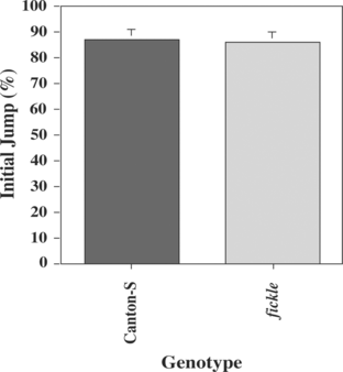 Figure 2 The initial jump response is normal in fickle. The means (± SEM) of daily percentage jump response (to 5% BA) on the first trial of the habituation assay are plotted for wild-type Canton-S (gray bar) and fickle (light gray bar) flies. The Initial Jump Score of fickle individuals (n = 139) was not significantly different from that of wild-type flies (n = 153).
