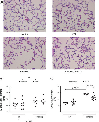 Figure 3 MLI and DI for the mice in each group.