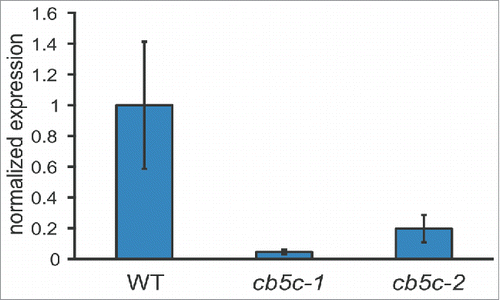 Figure 2. Expression levels of CB5C. The three genotypes (WT, cb5c-1 and cb5c-2) were analyzed for CB5C expression. Bar graphs display the mean expression (normalized to WT levels) and error-bars display the standard deviation of 3 independent biological replicates for each genotype.