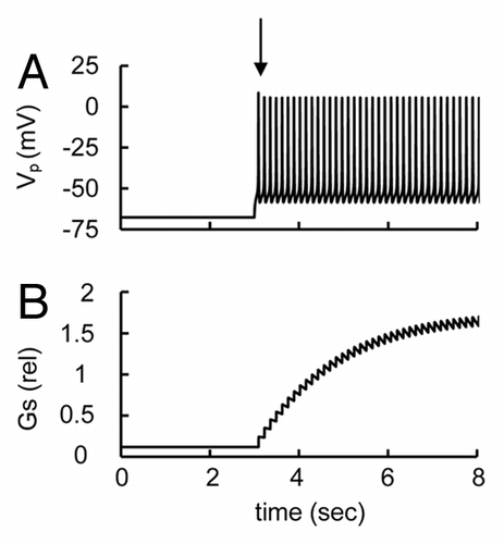Figure 12. Simulated glucose induced spike pattern and glucagon secretion at increased conductance of KATP channels (Illustration to Sec. 3.5). (A) Action potential (Vp) and (B) relative glucagon secretion (Gs) rate transients. Maximal KATP channels conductance (gmKATP in Eqn. A1) was increased from 30 nS (basal level) to 75 nS. Glucose-changes were simulated (as in Fig. 3) by a step increase of the [ATP]/[ADP] ratio at the arrow from a low (ATP/ADP = 2) to an intermediate glucose level (ATP/ADP = 10, that corresponds to 4.7 mM glucose in Fig. 2D). All other parameters were taken from the basic set of parameters (Tables 1 and 2). AP firing was induced only at high glucose levels.